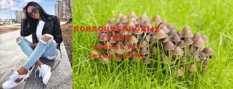 Псилоцибиновые грибы Cubensis  Ялуторовск 